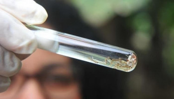 Nova tecnologia usa mosquitos com vacina natural para combater dengue